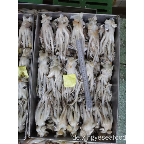 Gefrorener Tintenfisch hinterlassen Tentacles Nototodarus Sloanii 180-200g